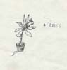Sketch 15